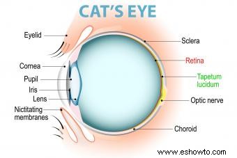 ¿Pueden los gatos ver los colores? Un vistazo a la visión felina