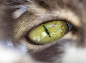 ¿Pueden los gatos ver los colores? Un vistazo a la visión felina