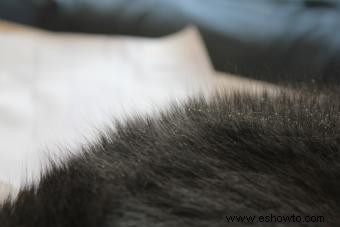 Causas y tratamiento de la caspa de gato