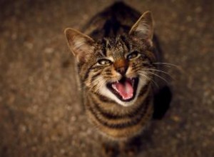 Maullidos de gatos: qué significan los sonidos y cómo entenderlos