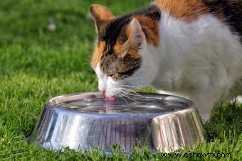 Consejos de hidratación para gatos para mantener a tu gatito sano e hidratado 