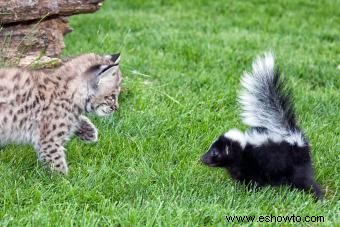 ¿Gato rociado por una mofeta? Guía para un gatito sin olor