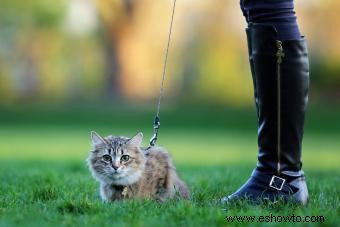 ¿Gato rociado por una mofeta? Guía para un gatito sin olor