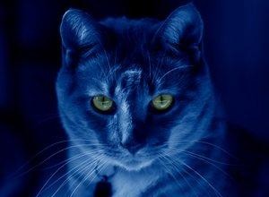 Gatos que brillan en la oscuridad