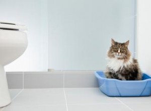 Guía Completa para Elegir la Mejor Caja de Arena para Gatos: Abiertas, Cubiertas y Autolimpiables