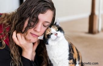 Razones comunes del comportamiento de cabezazo de los gatos