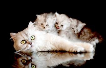 ¿Una mamá gata extraña a sus gatitos?