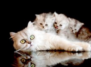 ¿Una mamá gata extraña a sus gatitos?