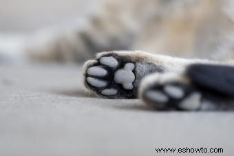 Ejemplos de huellas de patas de gato