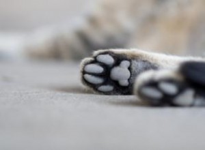 Ejemplos de huellas de patas de gato