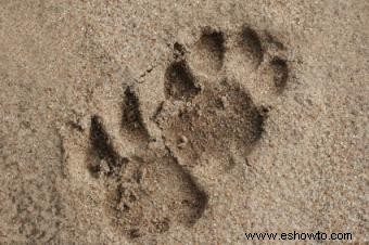 Ejemplos de huellas de patas de gato