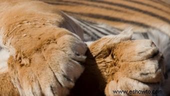 Ejemplos de huellas de patas de gato