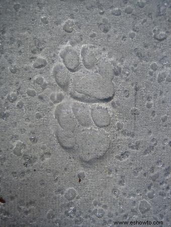 Ejemplos de huellas de patas de gato