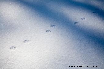 Ejemplos de huellas de patas de gato