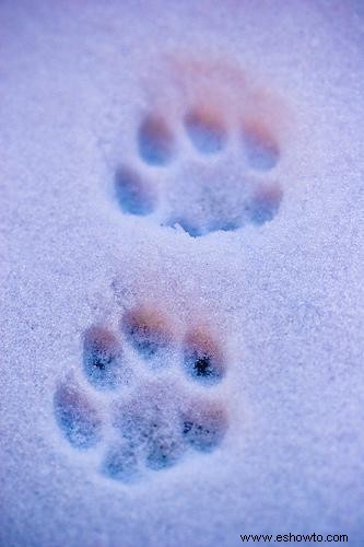 Ejemplos de huellas de patas de gato