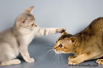 Agresión y rivalidad felina