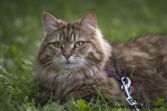 Encontrar un gato siberiano para rescatar