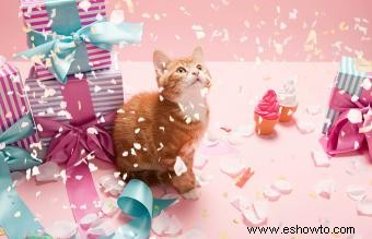 Ideas divertidas para celebrar el cumpleaños de tu gato