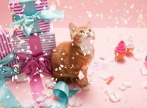 Ideas Creativas y Divertidas para Celebrar el Cumpleaños de tu Gato