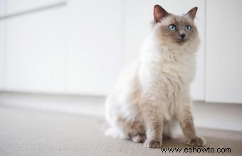 ¿Cuánto cuestan los gatos Ragdoll?