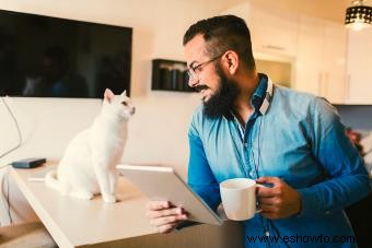 Cómo inventar nombres de gatos verdaderamente hipsters