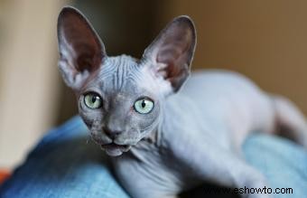 Cómo encontrar refugios de rescate para gatos Sphynx