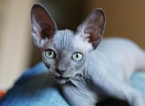 Cómo encontrar refugios de rescate para gatos Sphynx