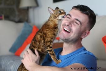 Cómo agradar a un gato:establecer vínculos de forma fácil