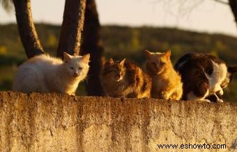 Cómo deshacerse humanamente de los gatos salvajes