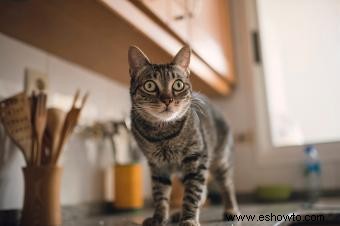 Cómo mantener a los gatos alejados de las encimeras de la cocina