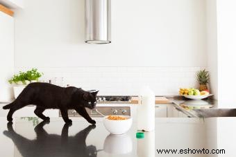 Cómo hacer repelentes caseros para gatos