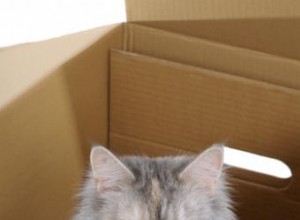 Guía completa para mudarte con tu gato: consejos expertos y seguros