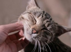 Cómo acariciar a tu gato de la manera correcta