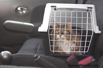 Cómo viajar con un gato:una guía sin estrés