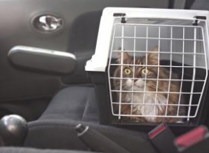 Cómo viajar con un gato:una guía sin estrés