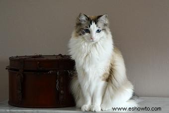 Inspirando a las asociaciones de rescate de gatos Ragdoll