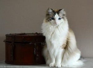 Inspirando a las asociaciones de rescate de gatos Ragdoll