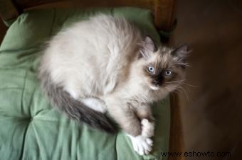 Inspirando a las asociaciones de rescate de gatos Ragdoll