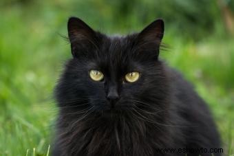 Mitos y realidades sobre los gatos negros