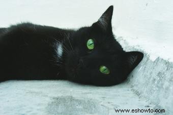 Mitos y realidades sobre los gatos negros