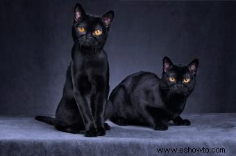 Mitos y realidades sobre los gatos negros