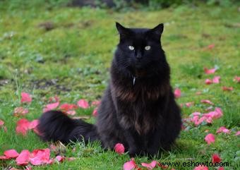 Mitos y realidades sobre los gatos negros