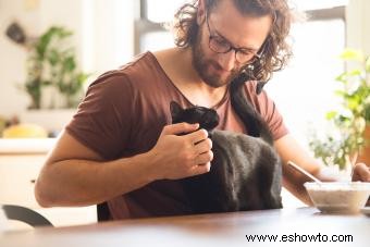 Posibles razones por las que tu gato de repente se muestra cariñoso contigo