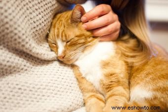 Posibles razones por las que tu gato de repente se muestra cariñoso contigo