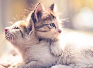 ¿Gatito macho o hembra? Diferencias clave para elegir el ideal para tu hogar