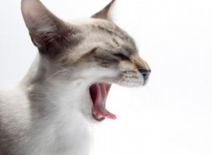 Cómo Detener las Peleas entre Gatos: Consejos Expertos para una Convivencia Pacífica