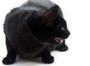 Gatos Hostiles: Cómo Mejorar la Relación con Familiares y Extraños