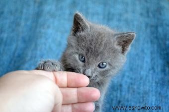 ¿Para qué puedes entrenar a un gato?