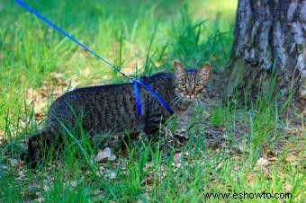 ¿Para qué puedes entrenar a un gato?