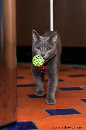 ¿Para qué puedes entrenar a un gato?